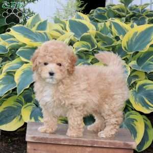 Honey, Maltipoo Puppy